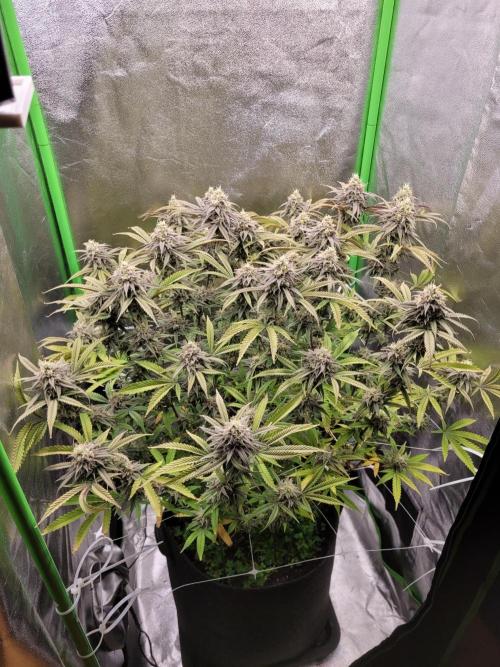 Honey Runtz. Week 19