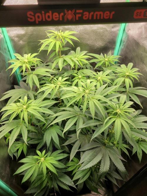 A new Hope. Week 9