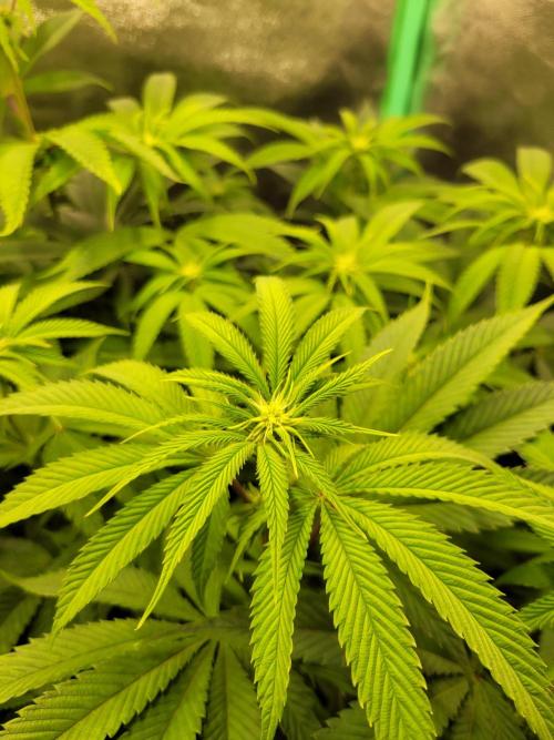 A new Hope. Week 9