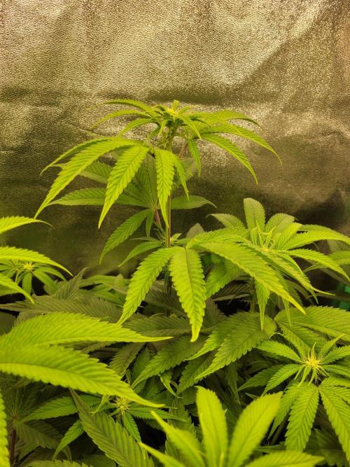 A new Hope. Week 9