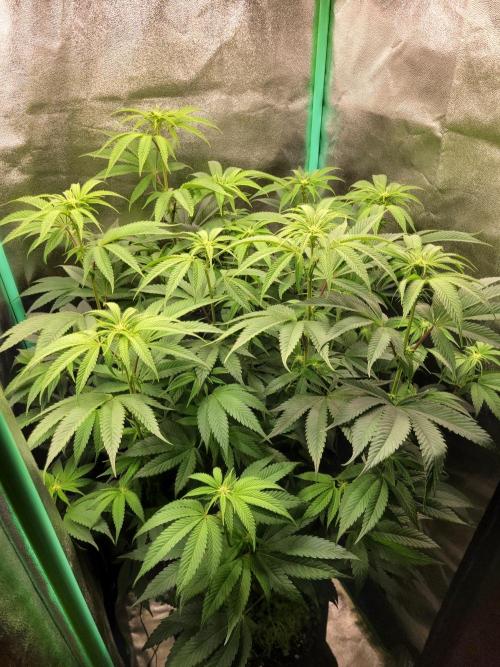 A new Hope. Week 9