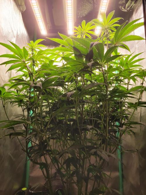 A new Hope. Week 9