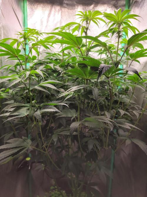 A new Hope. Week 9