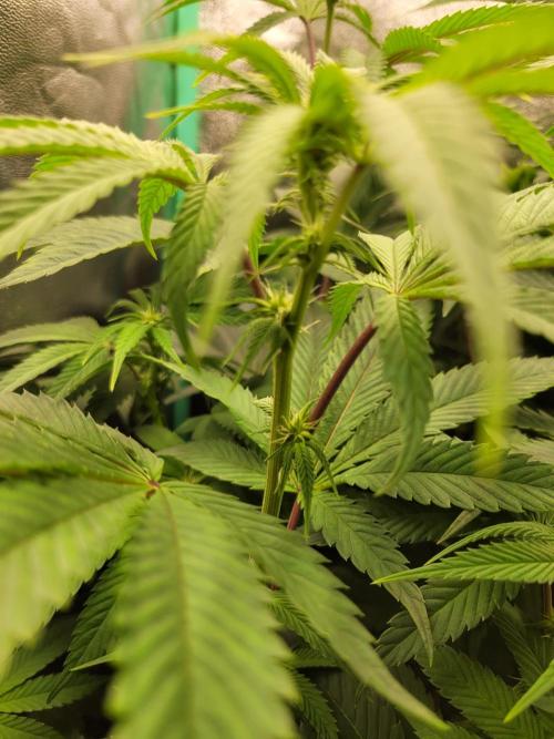 A new Hope. Week 9