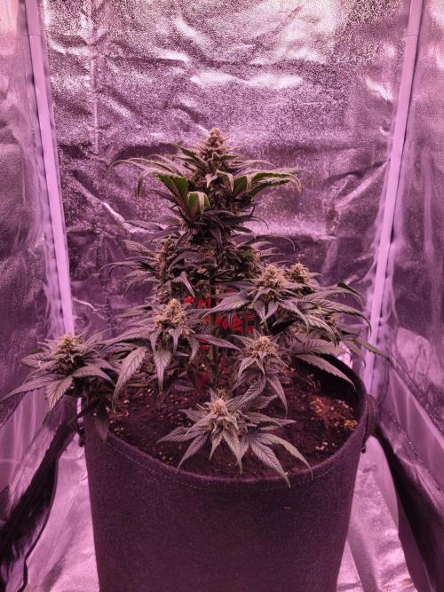 Fast growing some Fastbuds. Week 8