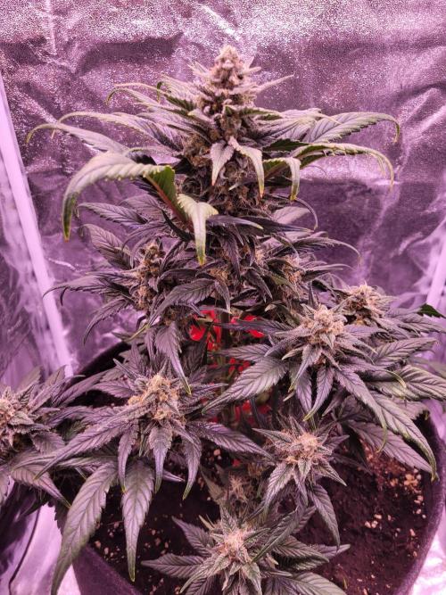 Fast growing some Fastbuds. Week 8