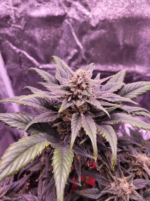 Fast growing some Fastbuds. Week 8