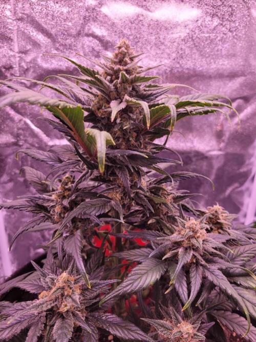 Fast growing some Fastbuds. Week 8