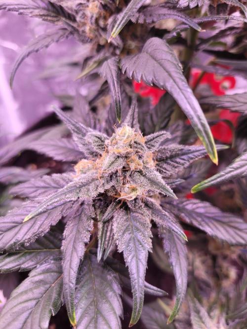 Fast growing some Fastbuds. Week 8