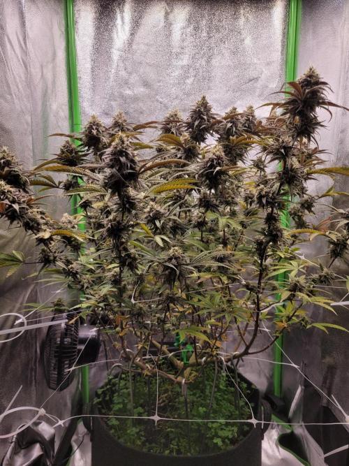 Lets grow some Honey (Runtz) Hash :). Week 20