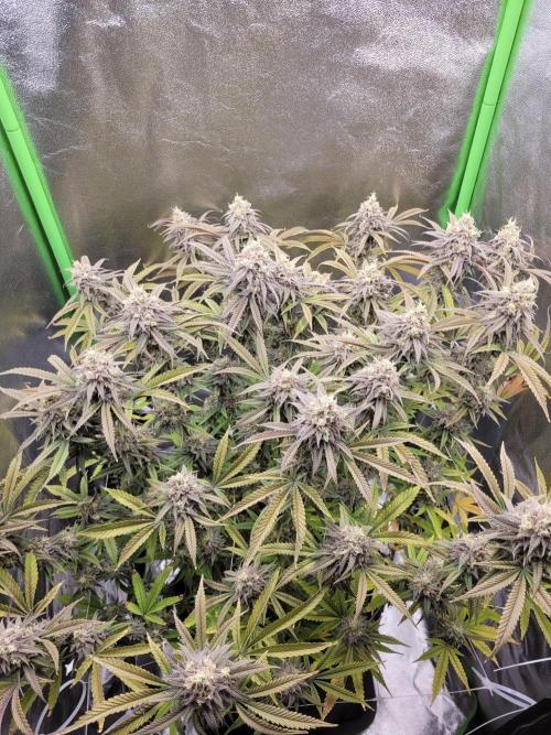 Lets grow some Honey (Runtz) Hash :). Week 20