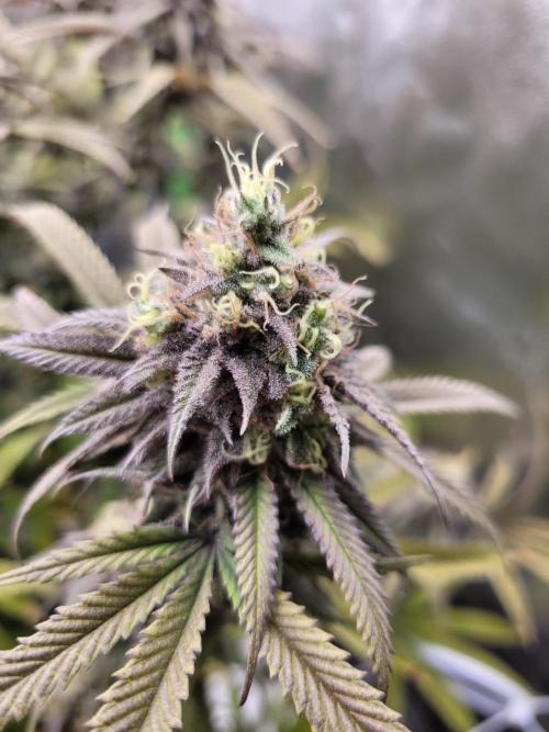 Lets grow some Honey (Runtz) Hash :). Week 20