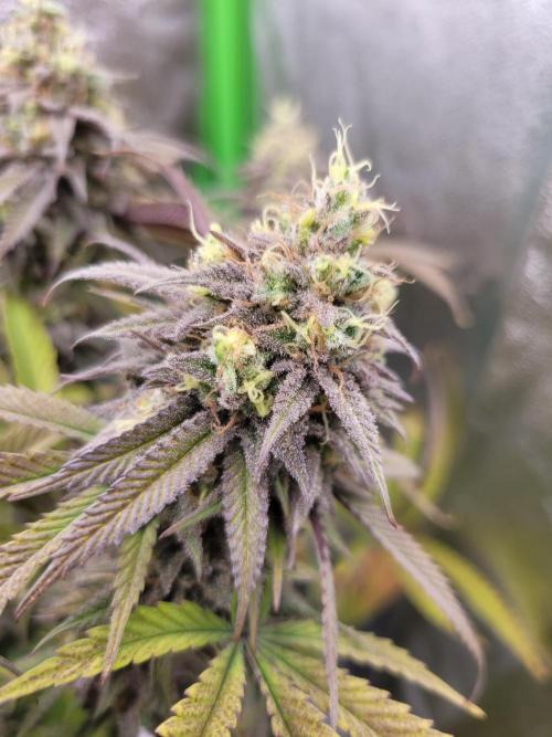 Honey Runtz. Week 20