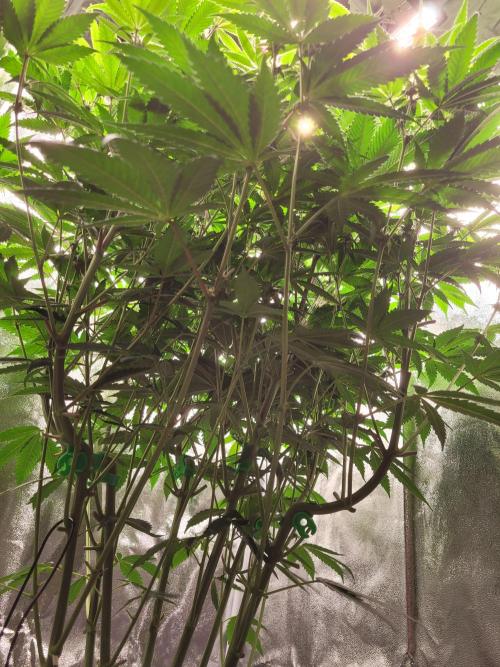 A new Hope. Week 10
