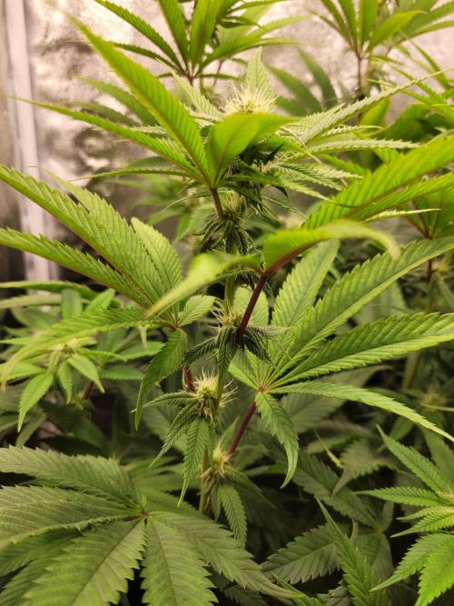 A new Hope. Week 10
