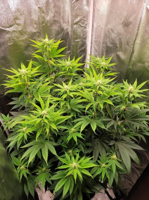 A new Hope. Week 10