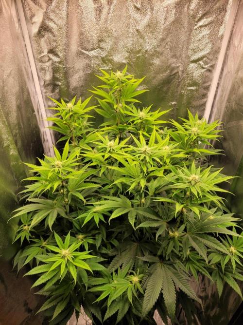 A new Hope. Week 10