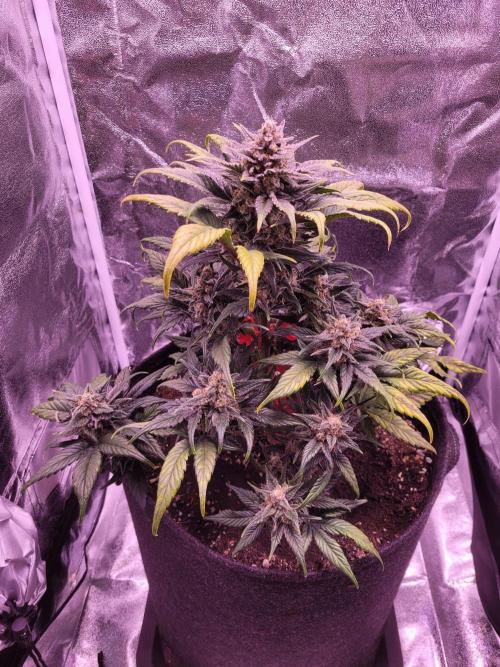 Fast growing some Fastbuds. Week 9