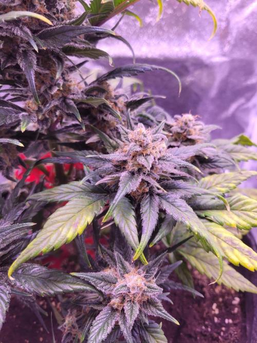 Fast growing some Fastbuds. Week 9
