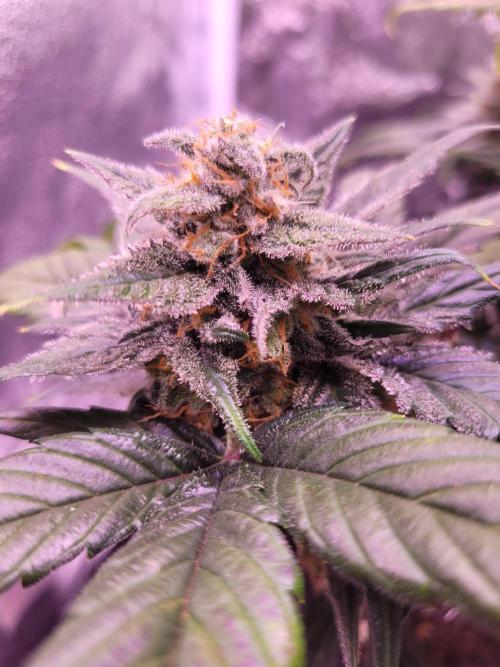 Fast growing some Fastbuds. Week 9