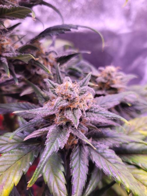 Fast growing some Fastbuds. Week 9