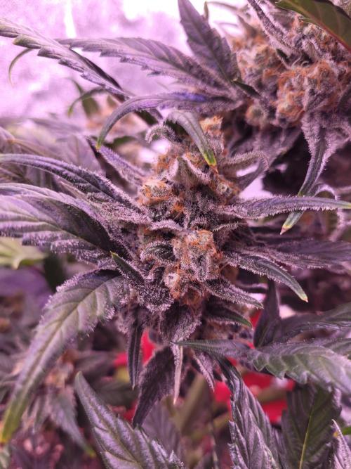 Fast growing some Fastbuds. Week 9