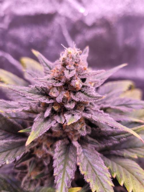 Fast growing some Fastbuds. Week 9