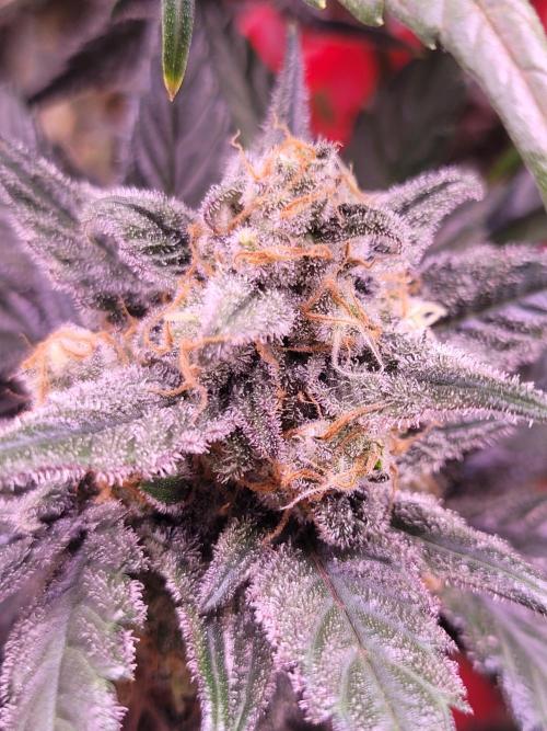 Fast growing some Fastbuds. Week 9