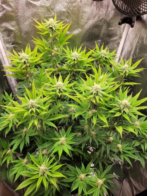 A new Hope. Week 11