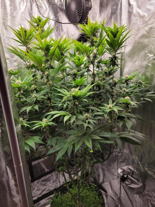 A new Hope. Week 11