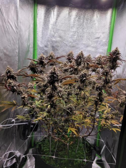 Lets grow some Honey (Runtz) Hash :). Week 21