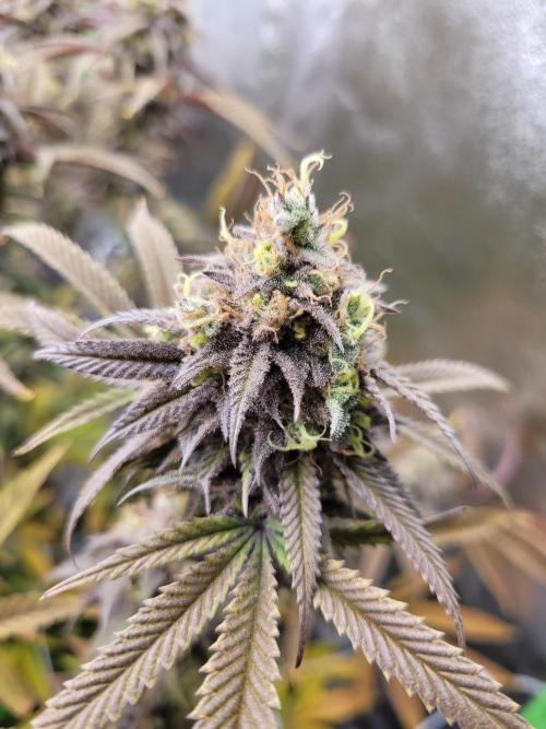 Lets grow some Honey (Runtz) Hash :). Week 21