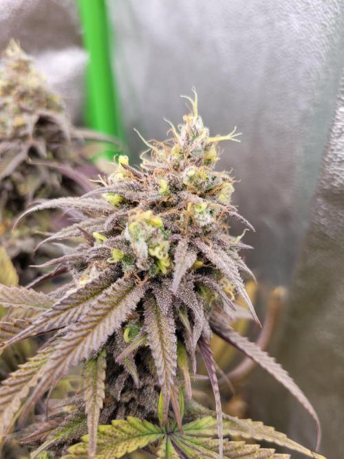 Lets grow some Honey (Runtz) Hash :). Week 21