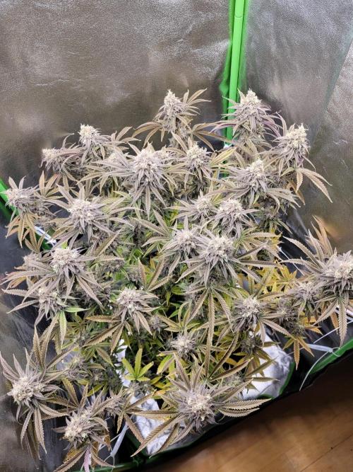Lets grow some Honey (Runtz) Hash :). Week 21