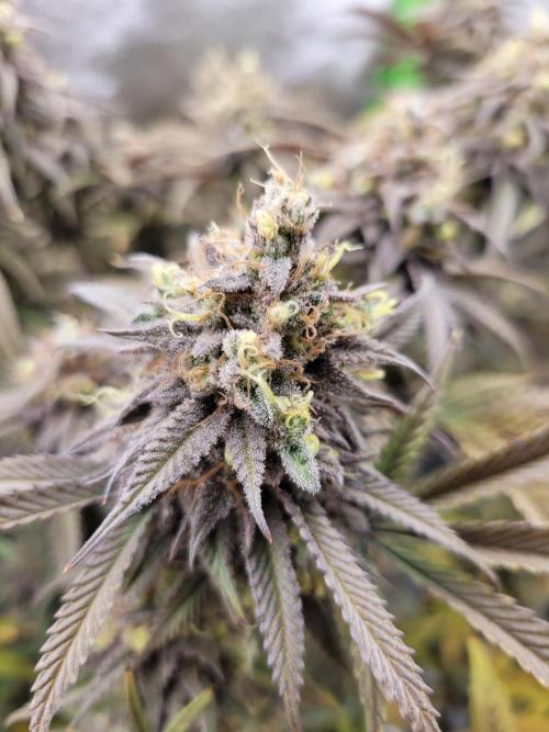 Lets grow some Honey (Runtz) Hash :). Week 21