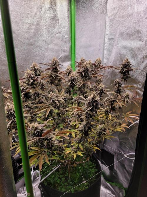 Honey Runtz. Week 21