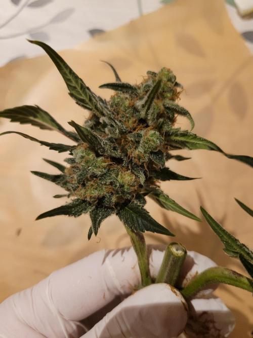 Fast growing some Fastbuds. Week 10