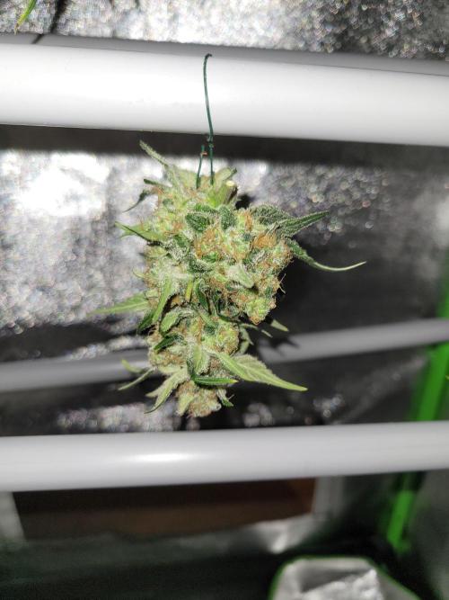 Fast growing some Fastbuds. Week 10