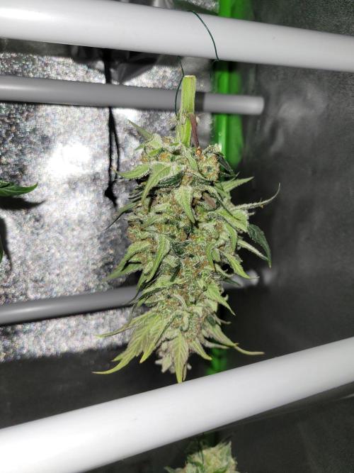 Fast growing some Fastbuds. Week 10