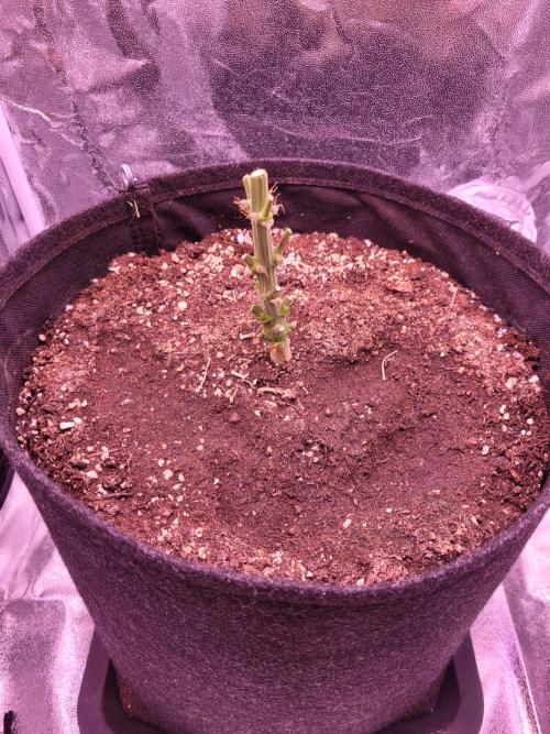 Fast growing some Fastbuds. Week 10