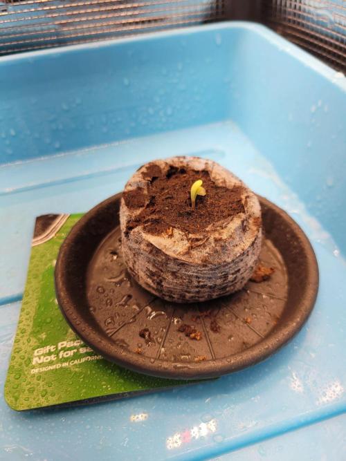 Monkey Candy. Week 0