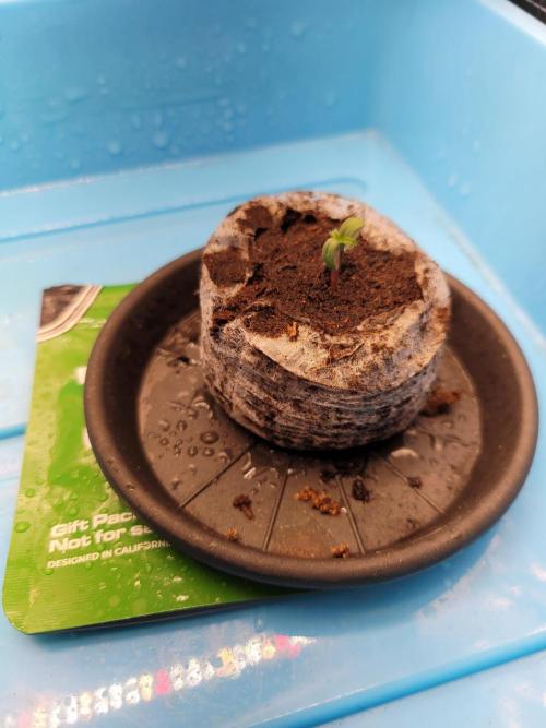 Monkey Candy. Week 0