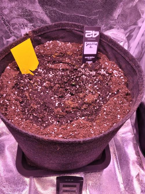 Monkey Candy. Week 0