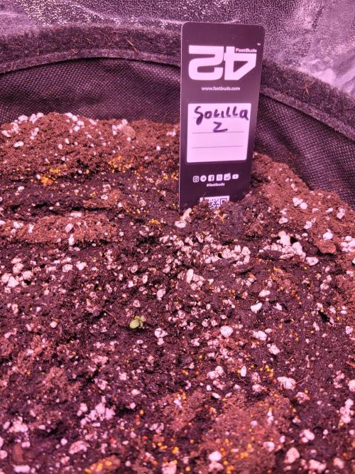 Monkey Candy. Week 0