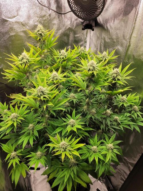A new Hope. Week 12