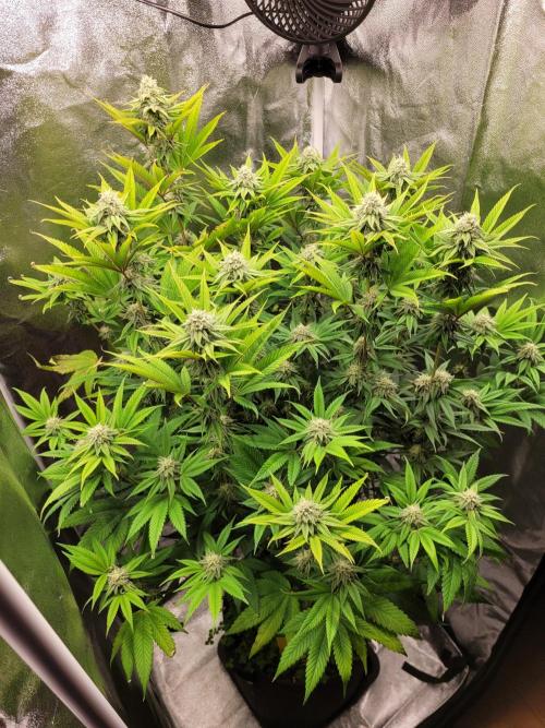 A new Hope. Week 12