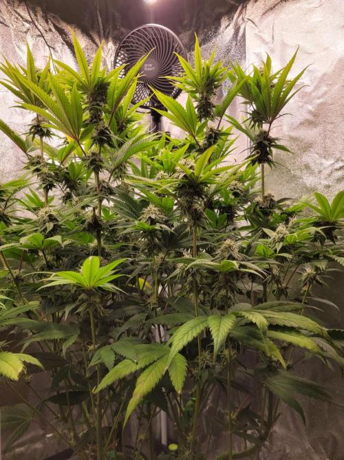 A new Hope. Week 12