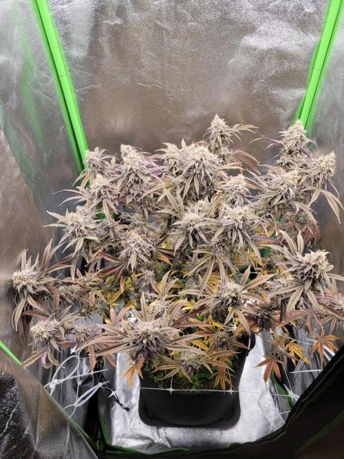 Lets grow some Honey (Runtz) Hash :). Week 22