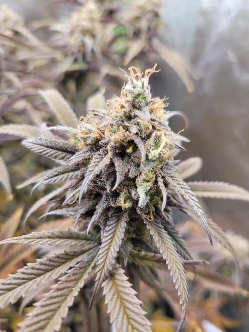 Lets grow some Honey (Runtz) Hash :). Week 22