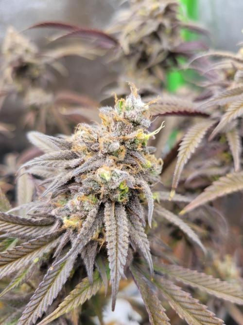 Lets grow some Honey (Runtz) Hash :). Week 22